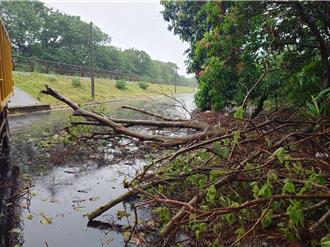 丹娜絲警報解除 台中動員116人清除災後垃圾
