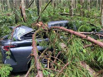 丹娜絲颱風肆虐南投溪頭　樹倒砸毀6車