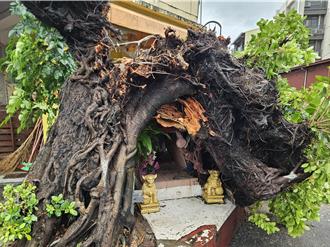 丹娜絲吹斷「屏東記憶」！大埔老榕樹應聲倒地