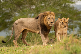 影》巴基斯坦獅子翻牆襲擊路人！警方指控飼主非法飼養