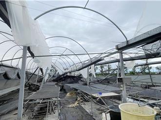 嘉義青農崩潰！溫室毀9成 單設施損失估逾20億