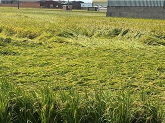 丹娜絲掃過彰化！北彰稻作「倒伏」農民恐血本無歸