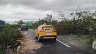 丹娜絲17級強風橫掃雲嘉南 路樹倒整排國道變叢林