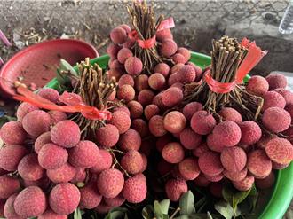 颱風過境荔枝急搶收！台中果農鬆口氣：風雨不大