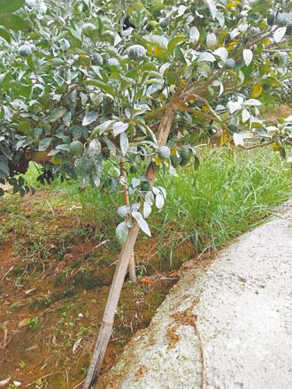 台中 结果率差又遇颱风 柑橘果农忧心忡忡