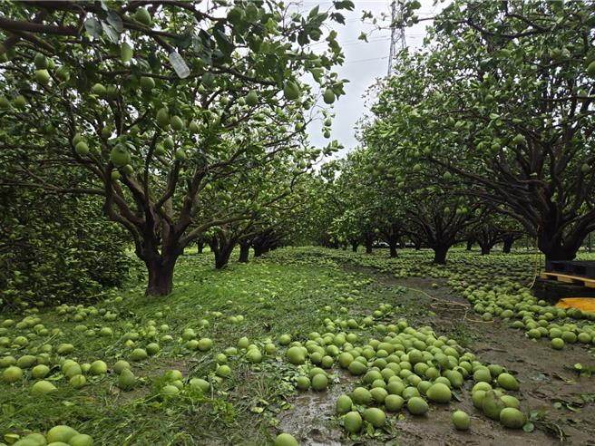 台南文旦在丹娜絲風災過後，7日損失慘重，麻豆區就有7成種植面積都落果。（台南市農業局提供／程炳璋台南傳真）