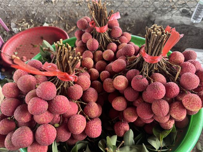 荔枝产季进入尾声之际，适逢中颱丹娜丝过境，台中市大里、雾峰等地荔枝果农加快採收脚步，所幸此次风雨未如预期猛烈，让荔枝农松了一口气。（潘虹恩摄）