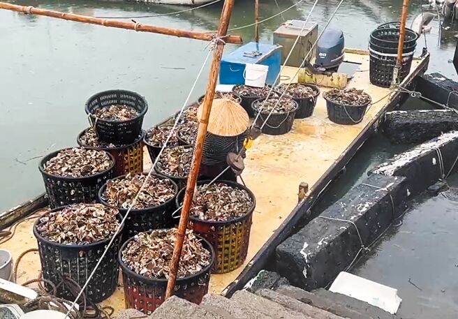 云林县沿海地区部分渔民6日赶往近海抢收牡蛎。（张朝欣摄）