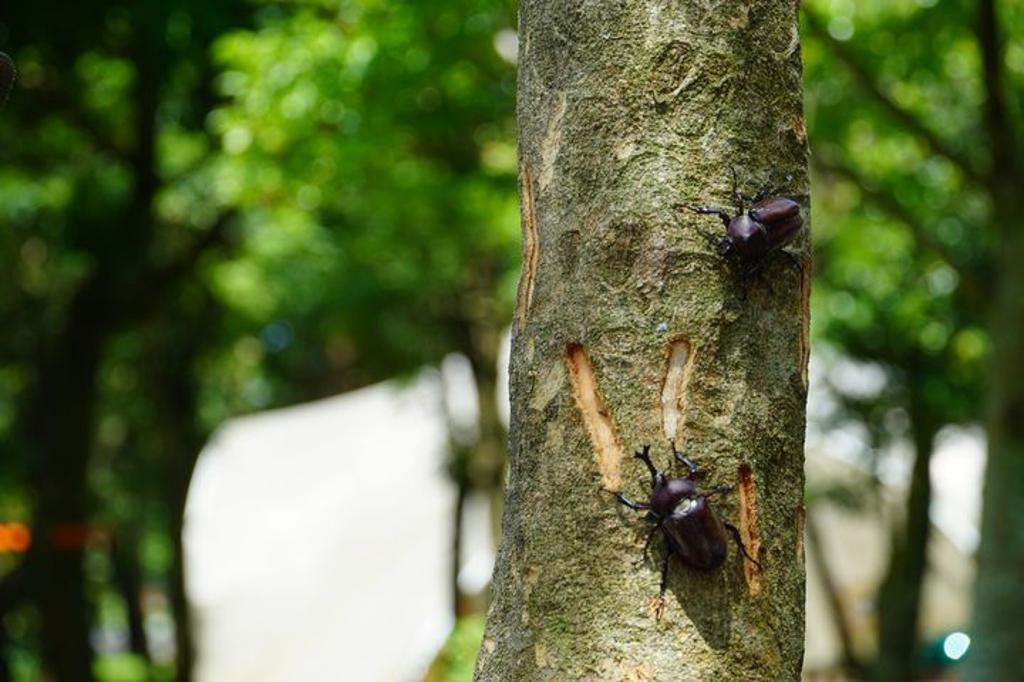 「來吧，蛹者！獨角仙森林走繪」帶領大家走進光臘秘境，體驗今夏最夢幻的昆蟲冒險。　圖：雄獅文具想像力製造所／提供
