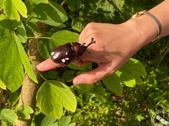 「暑」於獨角仙的季節 到淡水滬尾尋找「盔甲武士」，還能順道體驗食農教育
