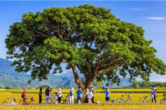暑假玩台東！郵輪式公車9梯次登場 暢遊池上、關山
