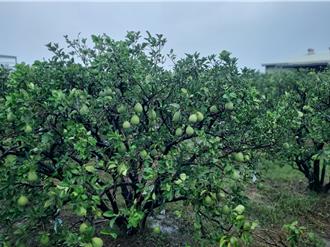 雲林斗六文旦挺過丹娜絲 落果不到一成 價格預計持平