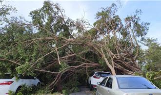 丹娜絲狂掃13級強風 嘉義市180年老樹遭拔根