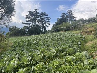 梨山高麗菜價颱風後飆漲45％ 農民搶收效益有限：漲價賺不到