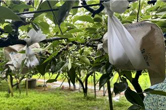 苗栗三湾果农自创「吊床式」防风术 助甘露梨挺过丹娜丝颱风