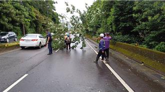 丹娜絲肆虐！2處路樹倒塌 龍潭警冒險清路樹排除