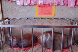 清光緒年間創立！苗栗頭份百年蟠桃福德祠 見證地方變遷