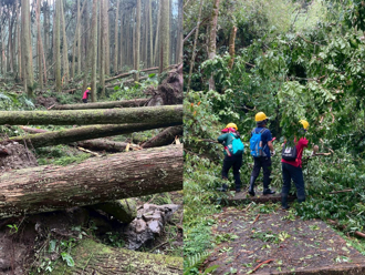 丹娜絲重創溪頭 紅檜倒伏近百棵 將持續休園至7／11