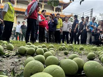 丹娜絲颱風「收走」柚子 賴清德視察災損給承諾