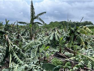 丹娜絲重創屏東！農損飆破3300萬 這農作慘淪「重災戶」