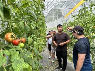 放棄百萬年薪！青農返鄉種番茄 打造「高山番茄故鄉」