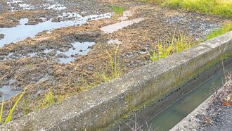 北彰稻作倒伏 农忧血本无归