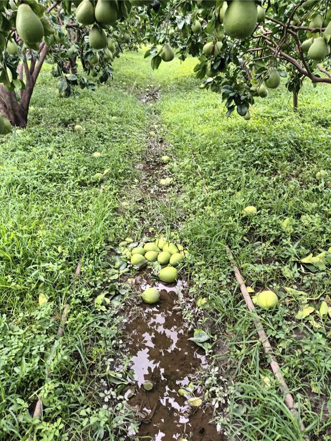 斗六市部分迎風面的文旦果園，被掃落的情形較嚴重，圖為溝壩里一處果園落果超過2成。(斗六市公所提供)