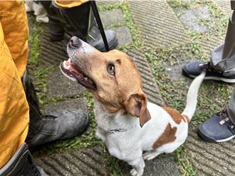 花蓮大震尋獲多名罹難者！消防搜救犬「小鋼砲」Wilson驚傳死亡 