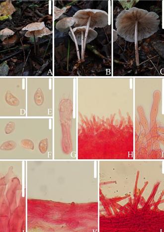 真菌研究突破！陸武夷山國家公園發現3個大型獨有新物種