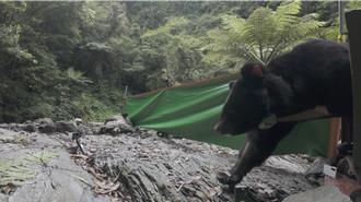 台湾黑熊阿里曼二度入侵鸡舍 今重返山林、装GPS监控行踪