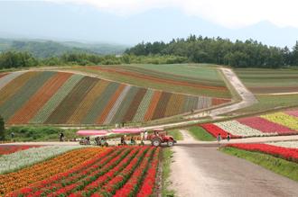 星宇航空「夏季線上旅展」開跑 多條航線限時88折起