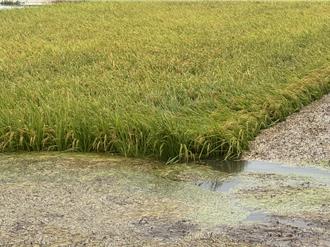 一片汪洋！彰化稻米、蔬果惨泡水 恐酿「延迟性灾害」