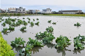 颱风后彰化蔬菜量、价双跌 农民苦喊：收成不如工钱