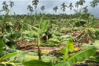 屏東農損再飆破6000萬 香蕉占7成 萬巒鄉淪重災區