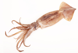 吃鱿鱼增抵抗力、延缓老化 营养师：少做1事胆固醇爆量