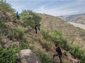 想給子孫造點福！陸懸崖造林隊黃河生態脆弱區種下萬畝綠蔭