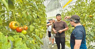 前業務員揪團 打造高山牛番茄故鄉