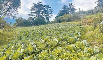 台中農損不大 高山高麗菜價漲