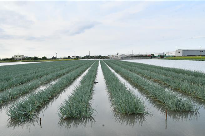 已可採收的青葱泡在水中。（彰化縣政府提供／葉靜美彰化傳真）