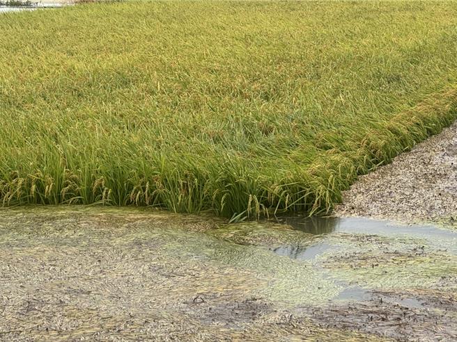彰化縣伸港跟線西交界處稻田，稻穀被水淹到快要滅頂。（賴清美提供／葉靜美彰化傳真）