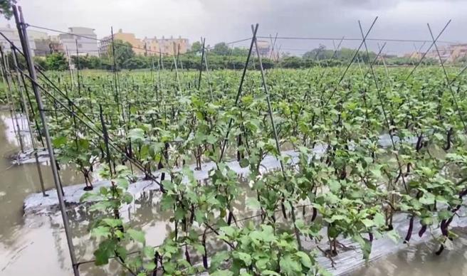茄株泡水中，農民嘆植株可能爛根。（民眾提供／葉靜美彰化傳真）