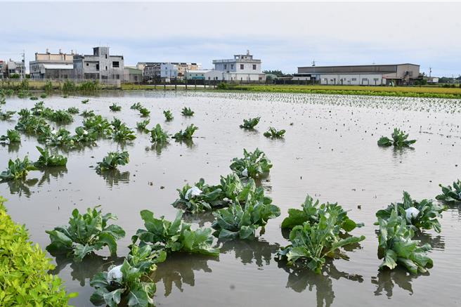 彰化受豪雨侵襲，許多農田因雨水宣泄不及泡在水中，也讓部分蔬菜賣相不佳。（彰化縣政府提供／葉靜美彰化傳真）