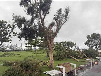 東石碼頭變災區！百棵樹木傾倒  「海之夏」活動延期
