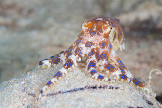 吃芥末章魚驚見「藍環」他嘴麻衝急診 醫：沒解藥