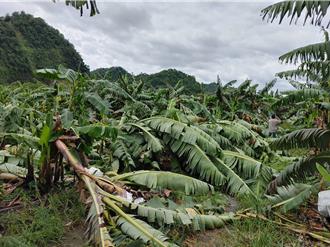 南投香蕉遭強風倒伏一片 每公頃8萬現金救助即日起申請