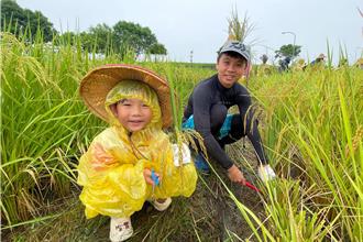 從泥巴到嘴巴！羅東幼兒園300人割稻體驗農村樂