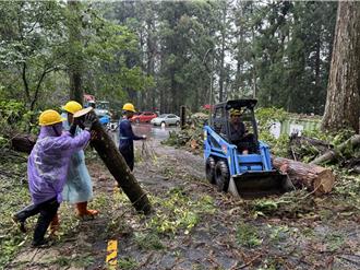  避暑勝地熬過風災！溪頭11日開園迎客 唯4路線禁止通行