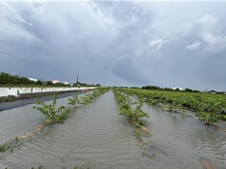 農損破2億！彰化災情慘烈 盼全面納入現金救助