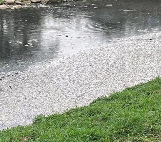 1萬5000條魚暴斃！桃園老街溪驚現死魚潮