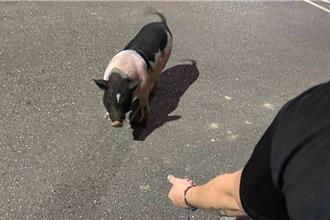 林口農作物被啃光 偷吃賊身分曝光